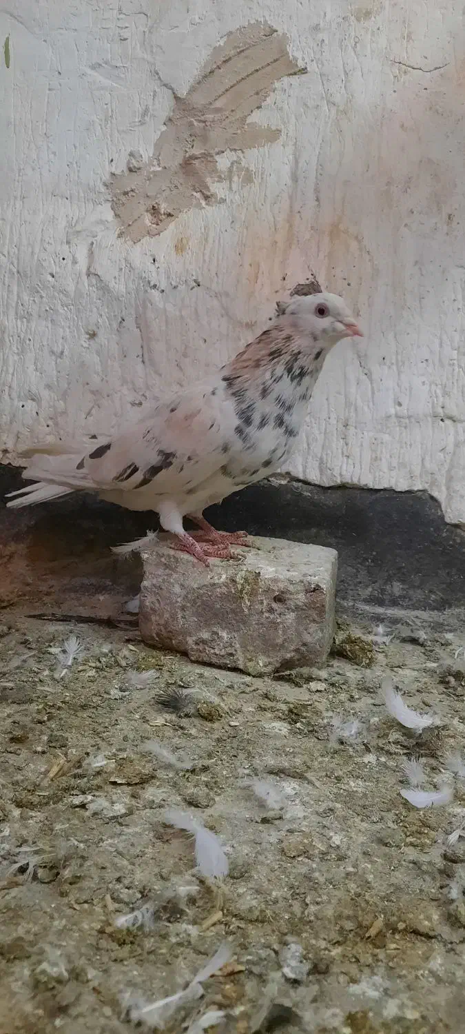 دوتا ماده خوشکل دم سفید ساده دورنگ|پرنده|مشهد, شهید آوینی|دیوار