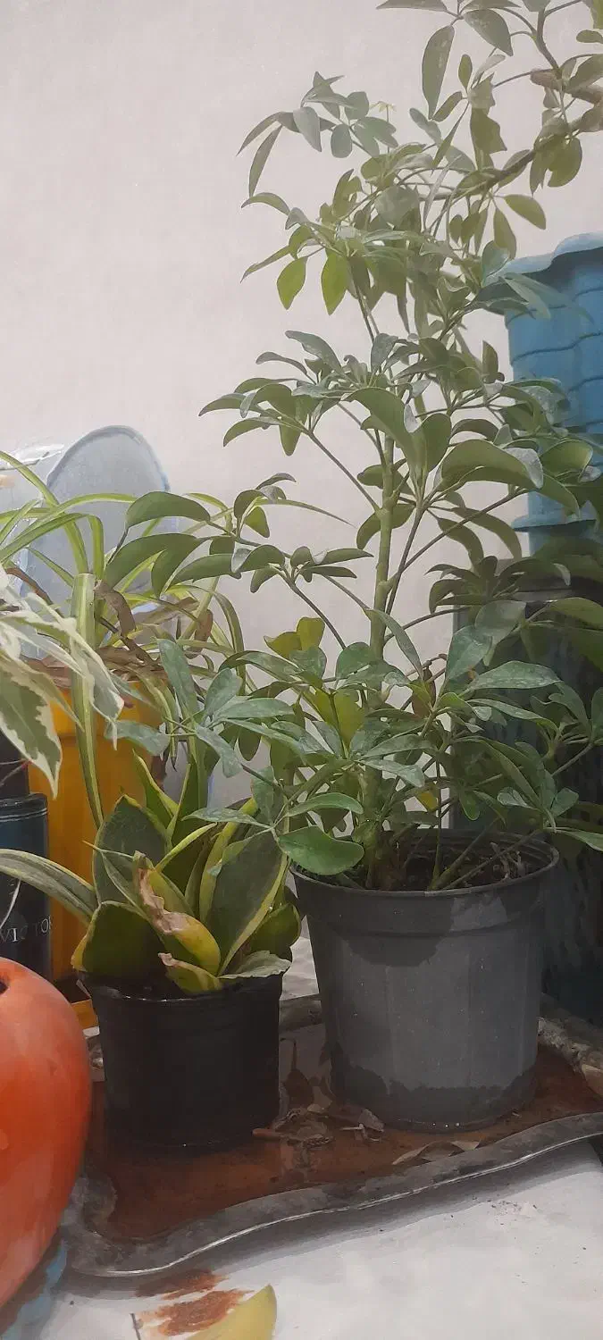 گل طبیعی|گل و گیاه طبیعی|فولادشهر, B1|دیوار