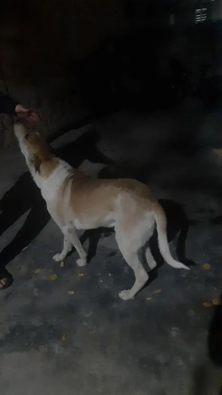 سگ گمشده|سگ|کامیاران, |دیوار