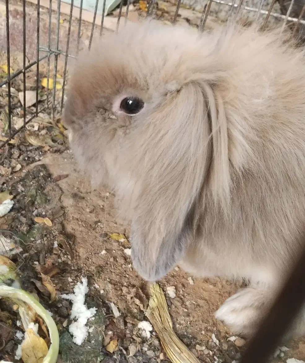 خرگوش لوپی|موش و خرگوش|شیراز, سهلآباد|دیوار