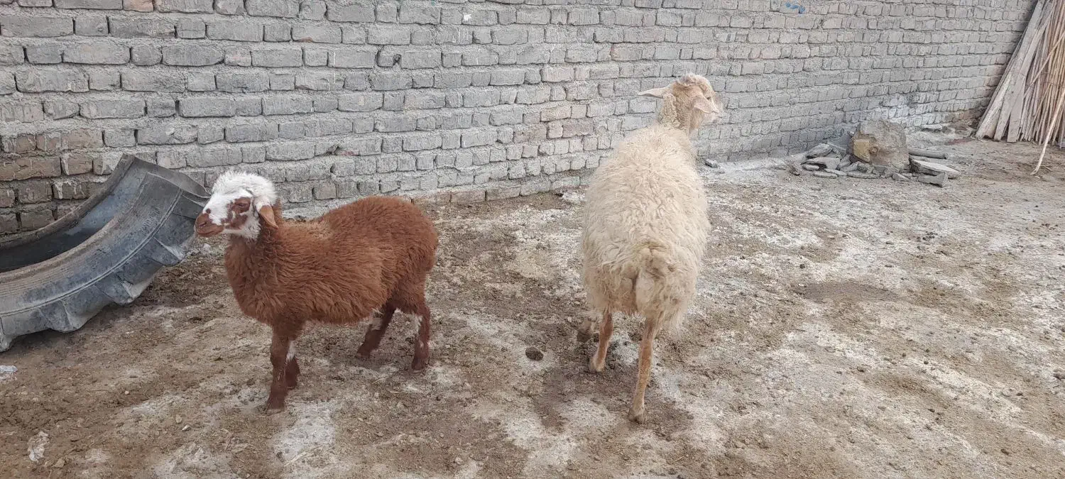 میش بره دار شیشک|حیوانات مزرعه|شیروان (خراسان), |دیوار