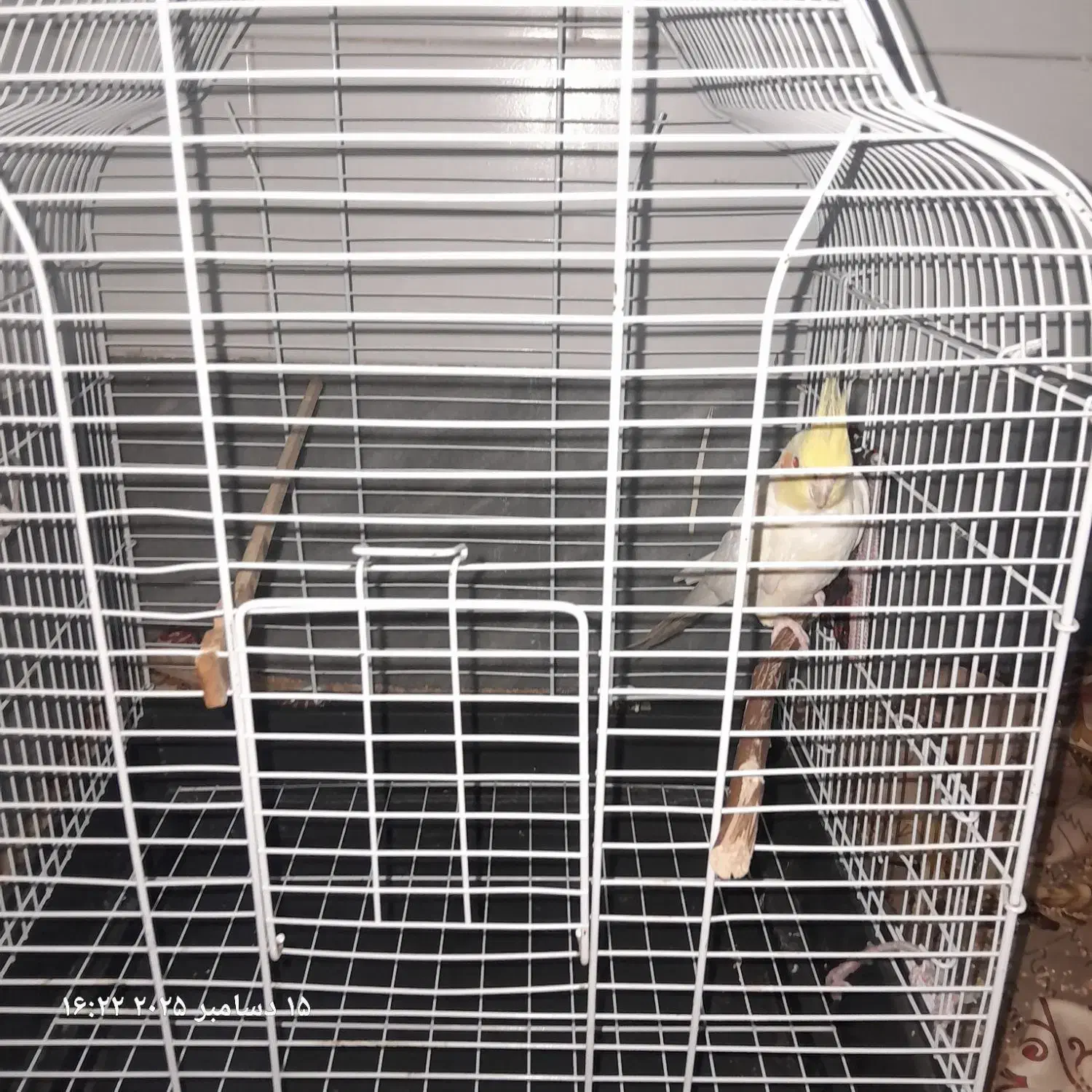 یک عروس نر بالغ|پرنده|قم, علی آباد سعدگان|دیوار