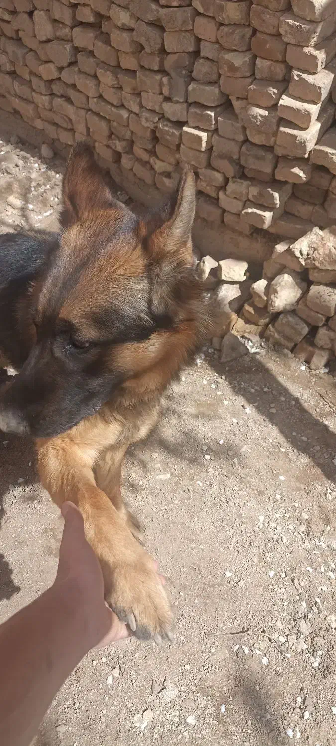 ژرمن|سگ|یزد, |دیوار