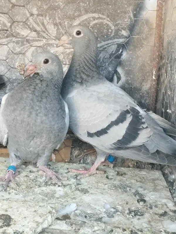 پلاکی|پرنده|خوسف, |دیوار