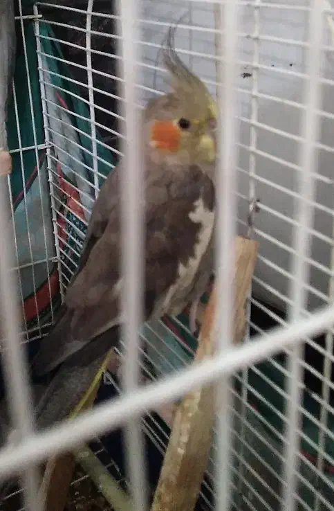 «عروس هلندی ماده»|پرنده|ملایر, |دیوار