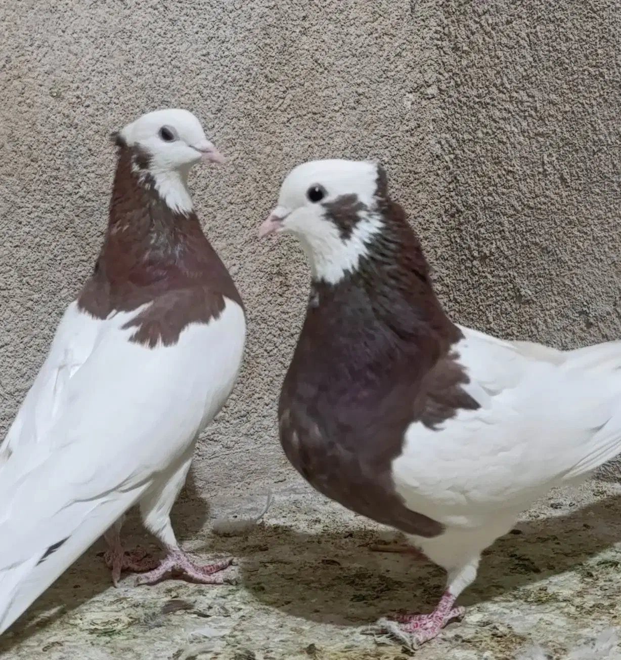 طوقی سه بردار بلندپرواز و بازیکن|پرنده|شیراز, گلکوب|دیوار