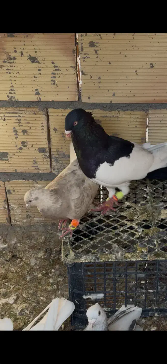 یهودی دنش سیاه واکسی نر|پرنده|سبزوار, دانشگاه آزاد|دیوار