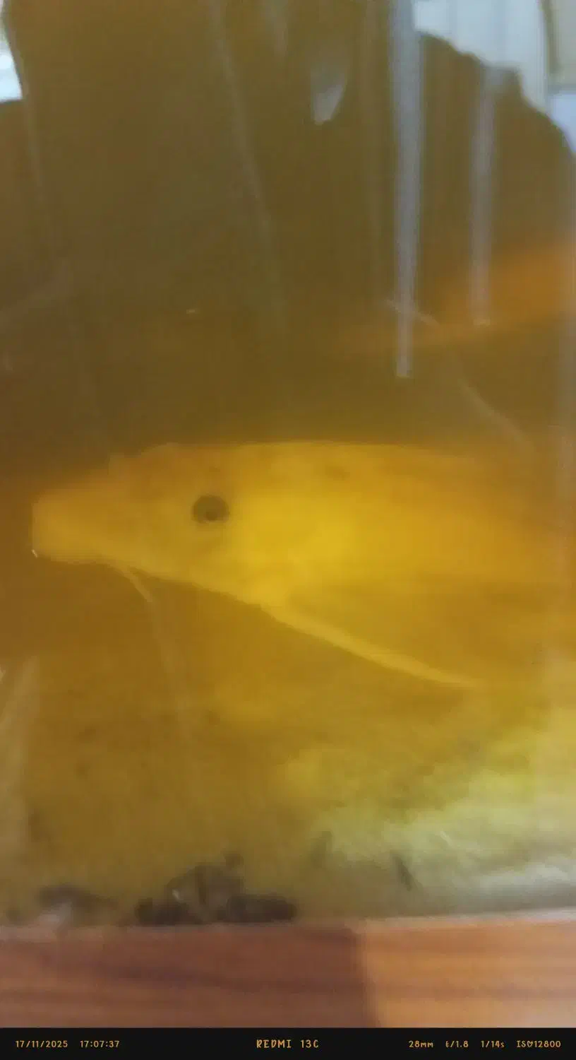 ماهی اکواریومی|ماهی|زابل, |دیوار