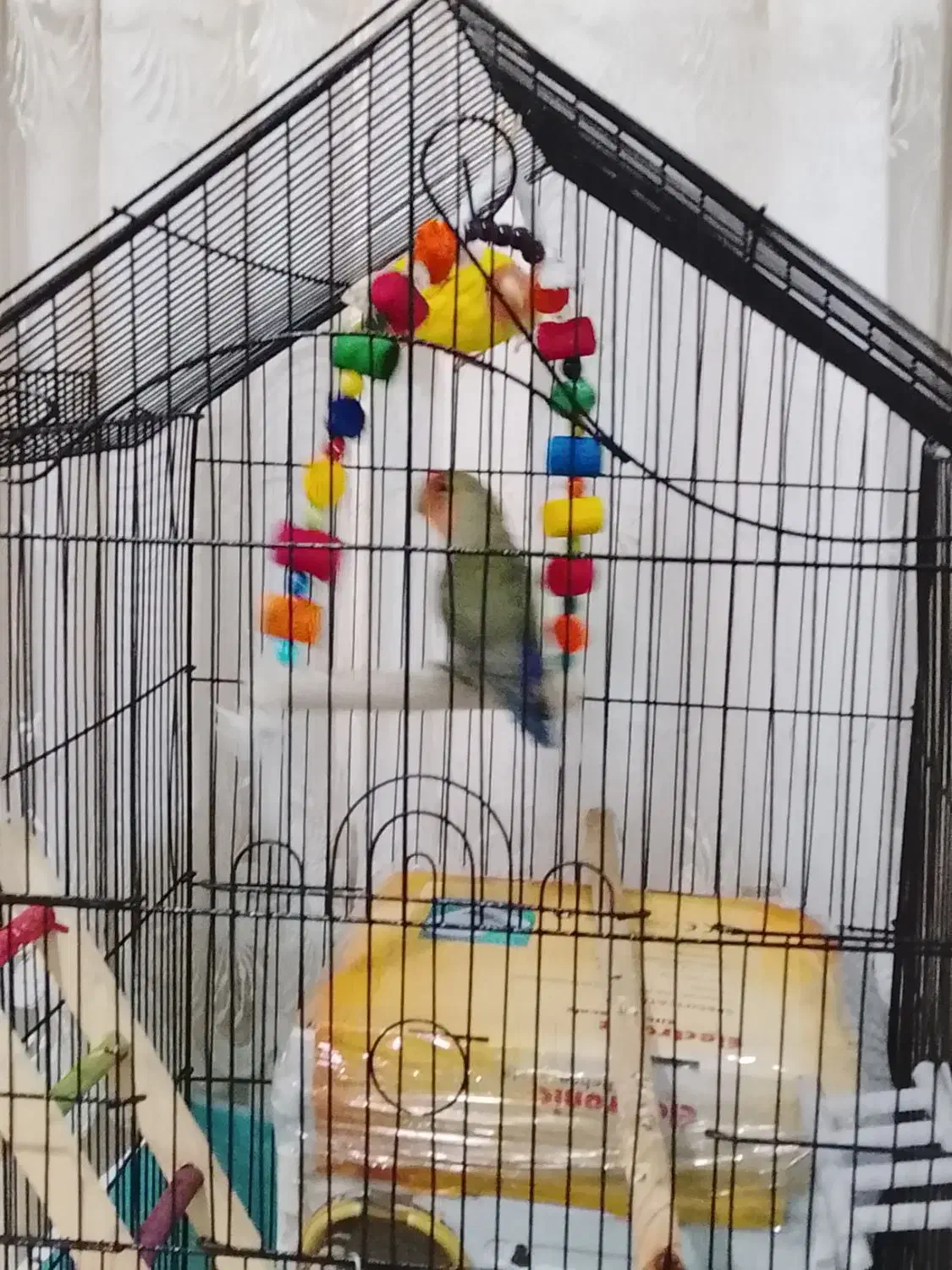 ی جفت طوطی برزیلی نروماده باقفس|پرنده|ری, سیزده آبان|دیوار