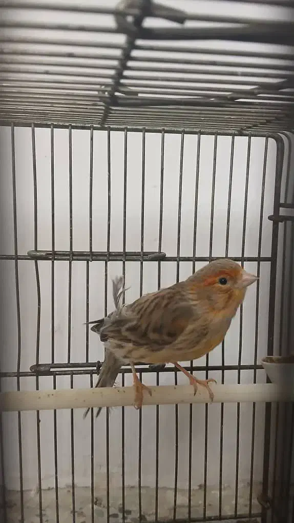 قناری|پرنده|خرم‌آباد, |دیوار