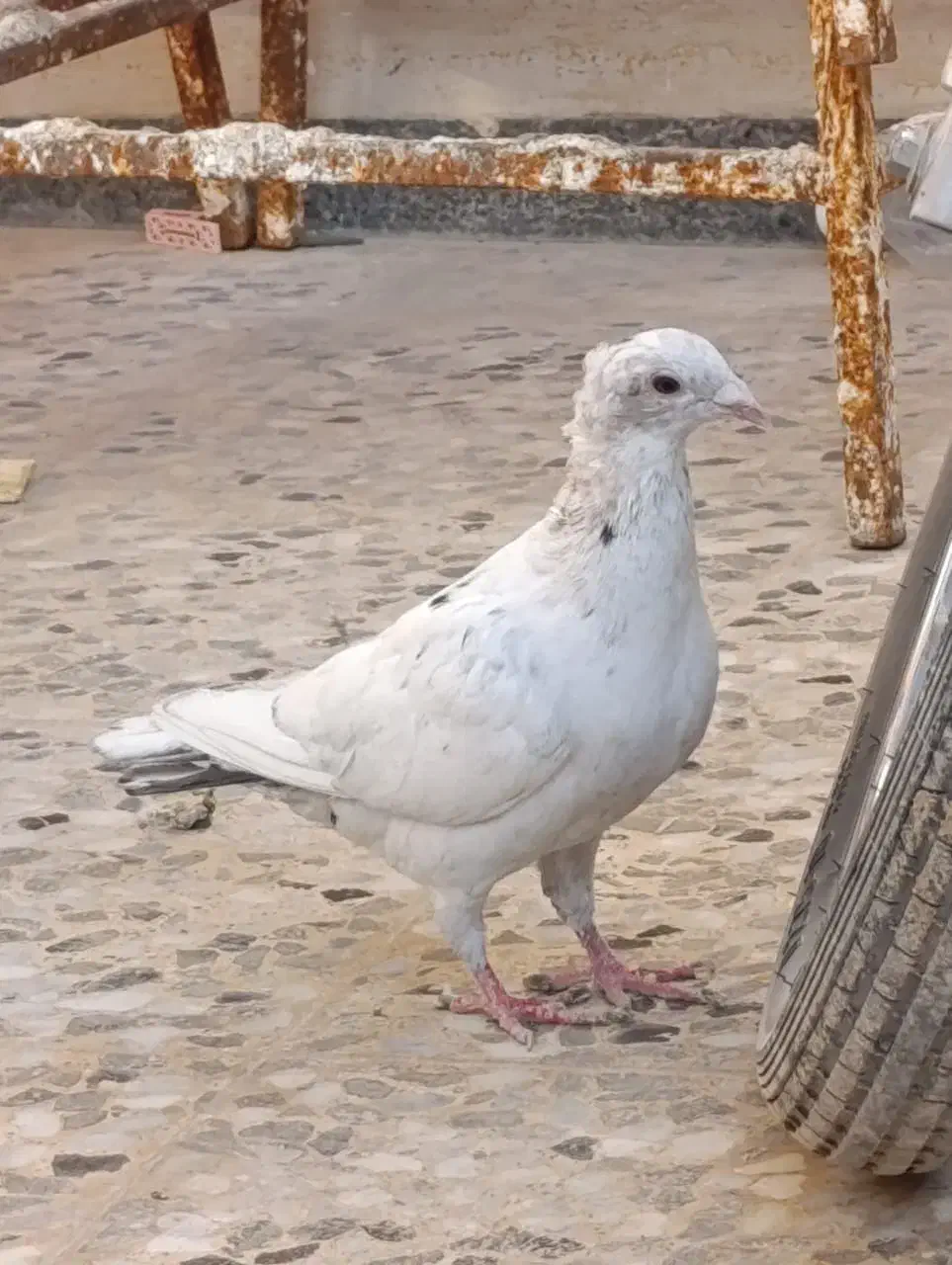 کبوتر|پرنده|شیراز, کرونی(خاتونک)|دیوار
