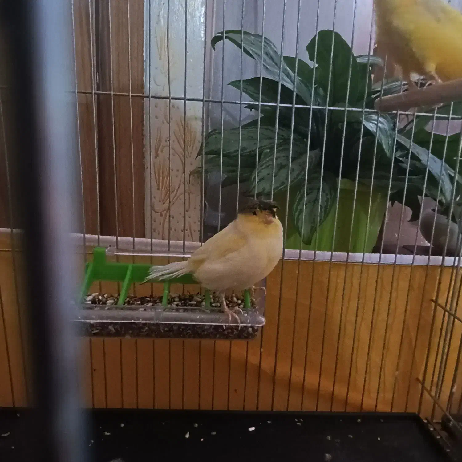 قناری|پرنده|فولادشهر, A6|دیوار