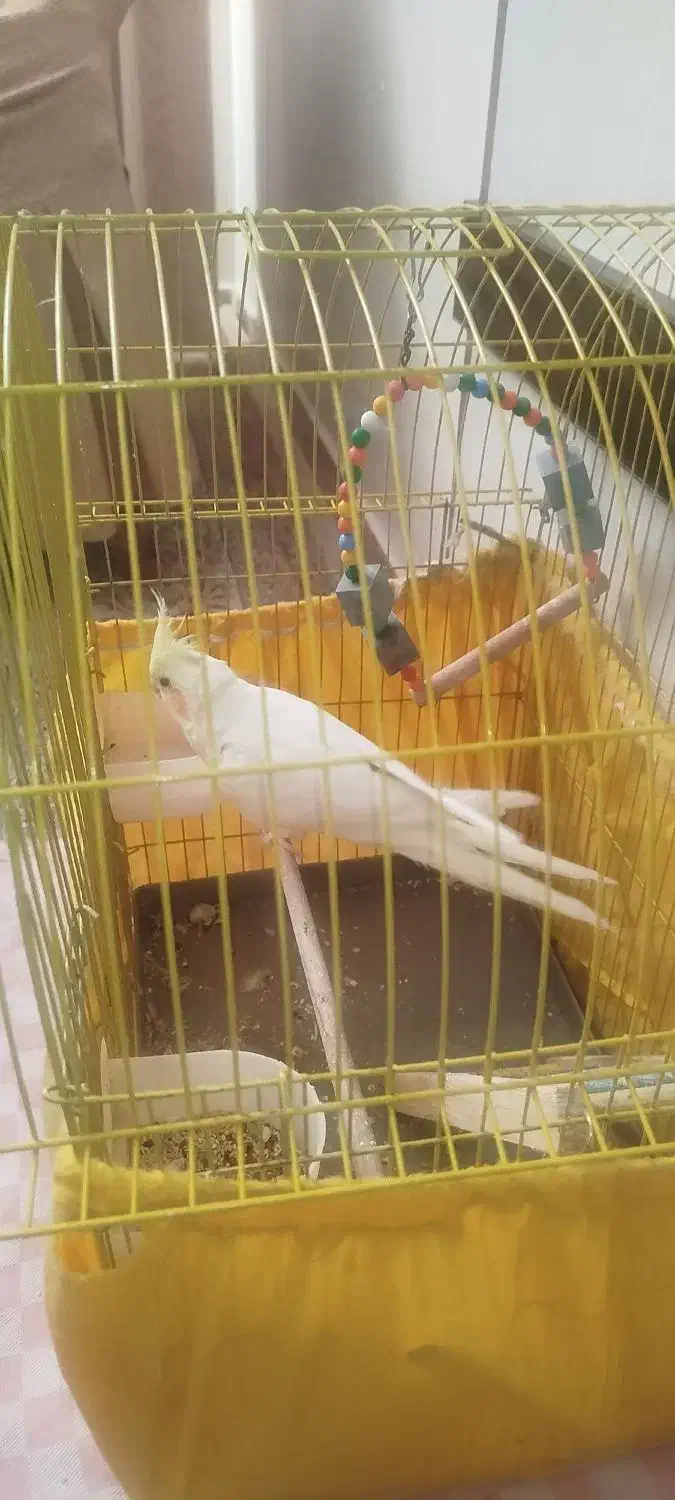 عروس هلندی بازیگوش دستی|پرنده|قزوین, |دیوار