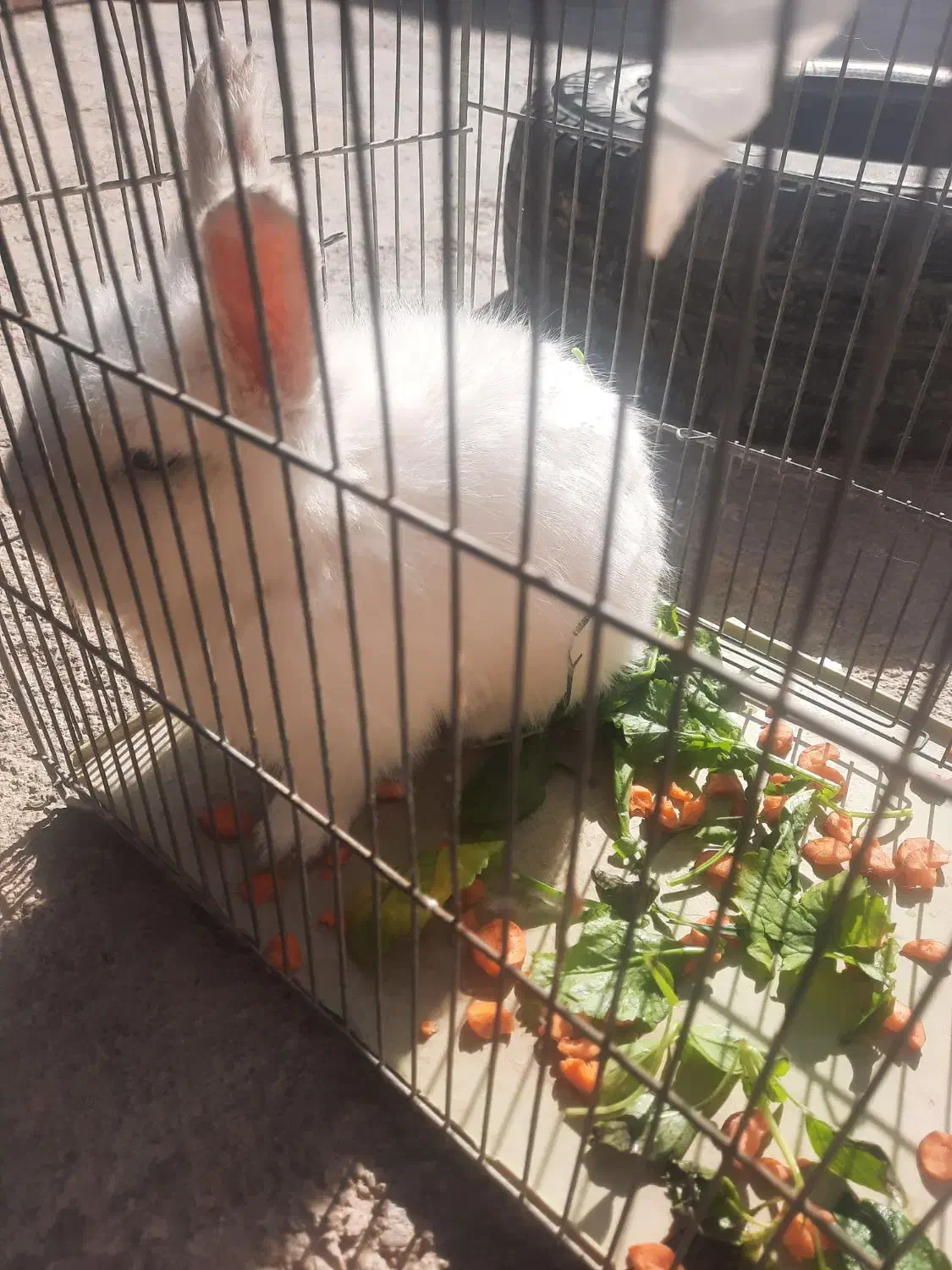 روستای بزمیراباد قیمت ۸۰۰هزار|موش و خرگوش|سرپل ذهاب, |دیوار