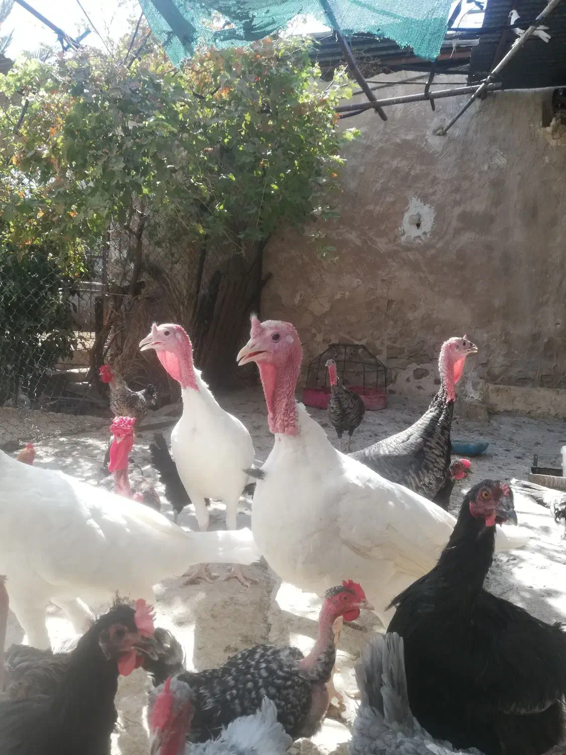 بوقلمون محلی|حیوانات مزرعه|کازرون, |دیوار