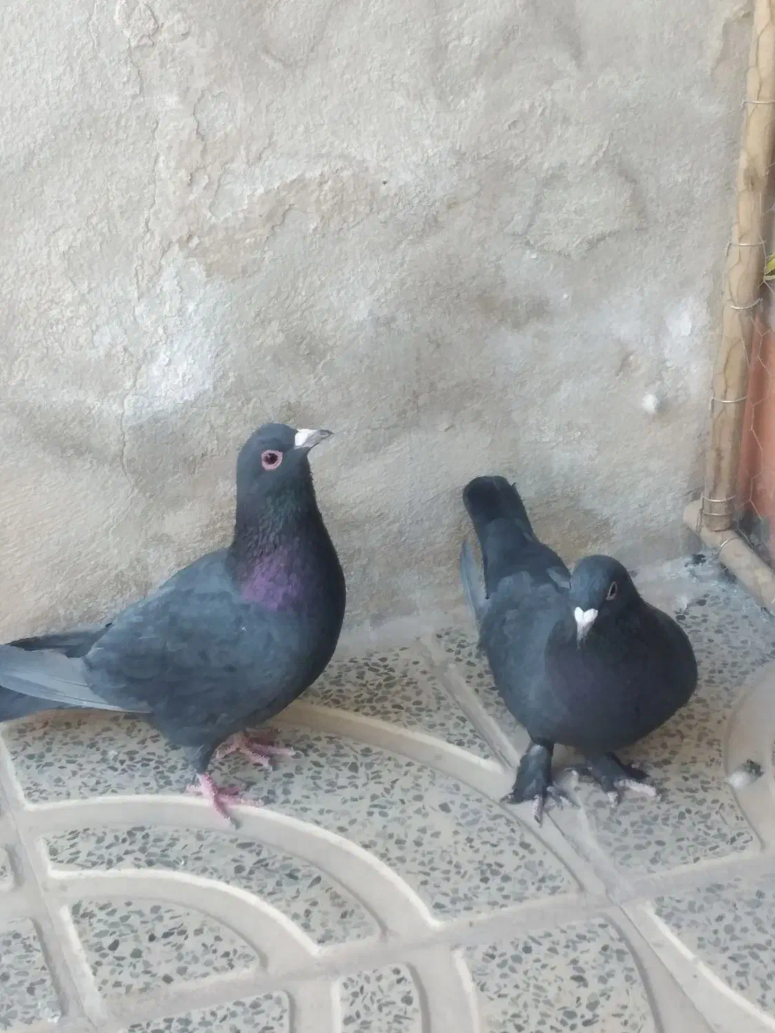 یکجفت کلاغ گوک وماده پلاکی|پرنده|کرمان, |دیوار