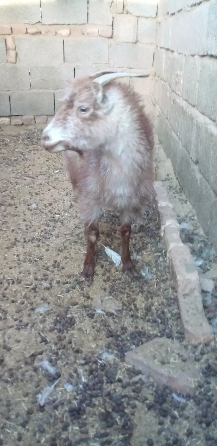 سه تا گوسفند|حیوانات مزرعه|کرمان, |دیوار