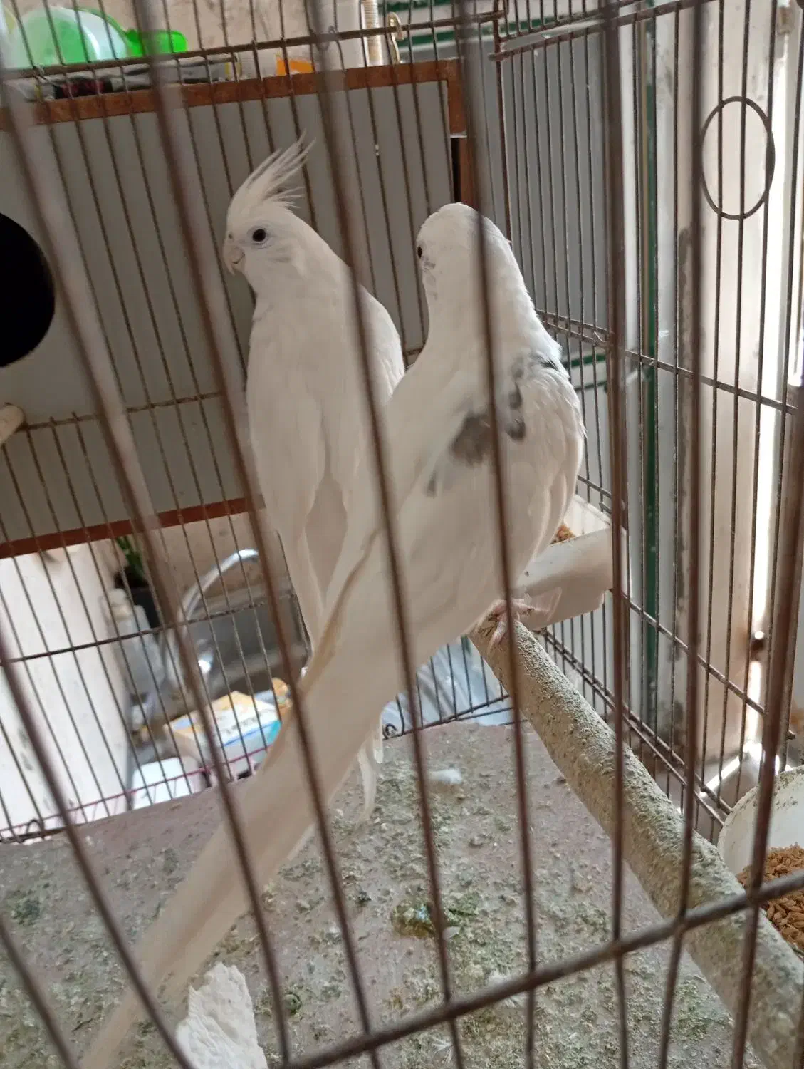 عروس نر تک خال آلبینو|پرنده|باقرشهر, |دیوار