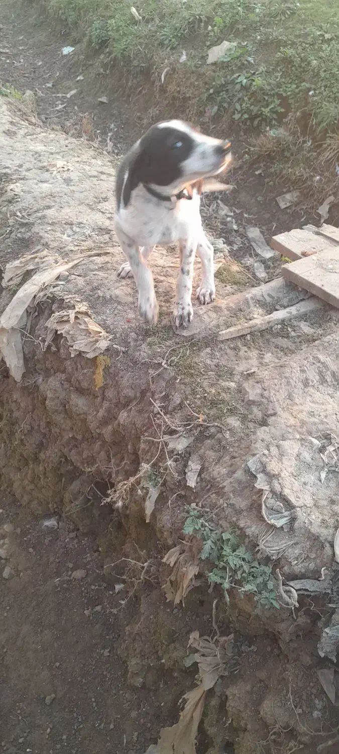 سگ شکاری|سگ|ماسال, |دیوار