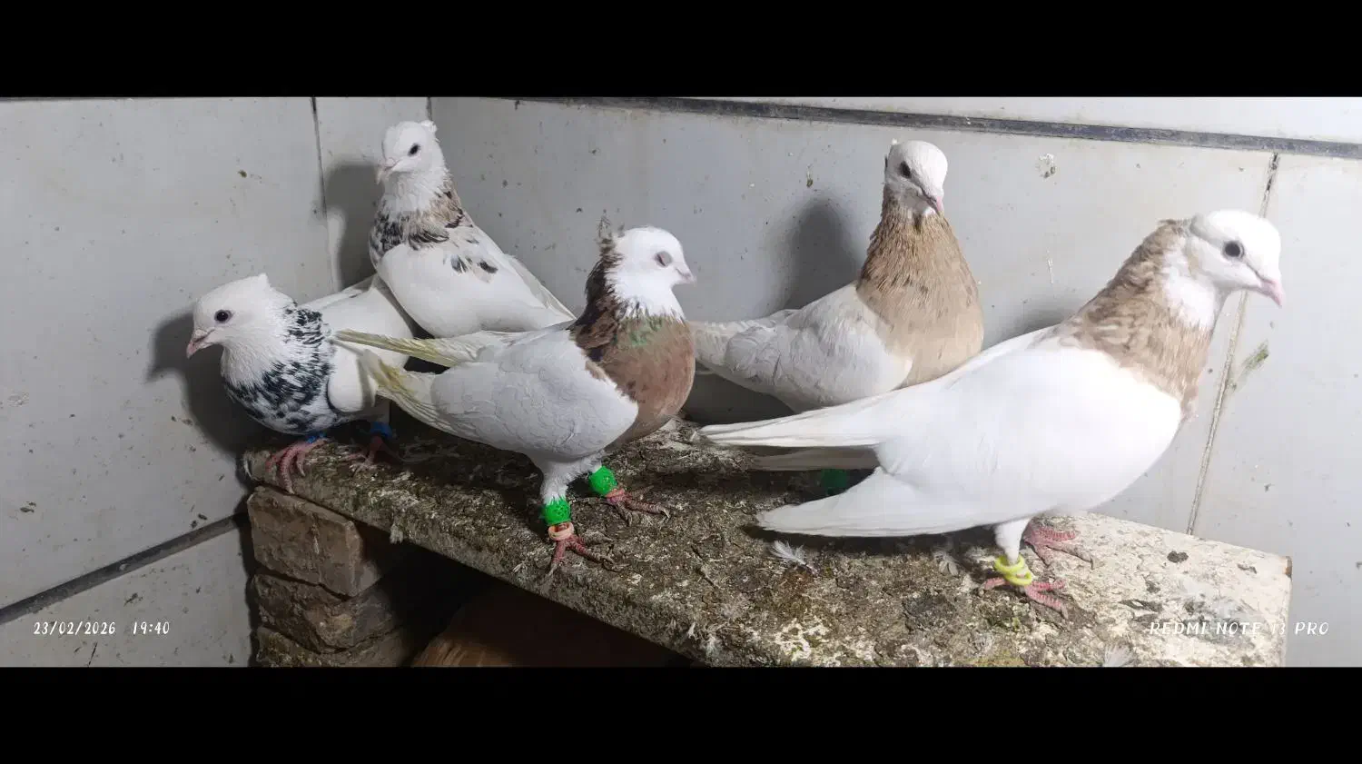 27عدد رنگه|پرنده|مشهد, بلال|دیوار