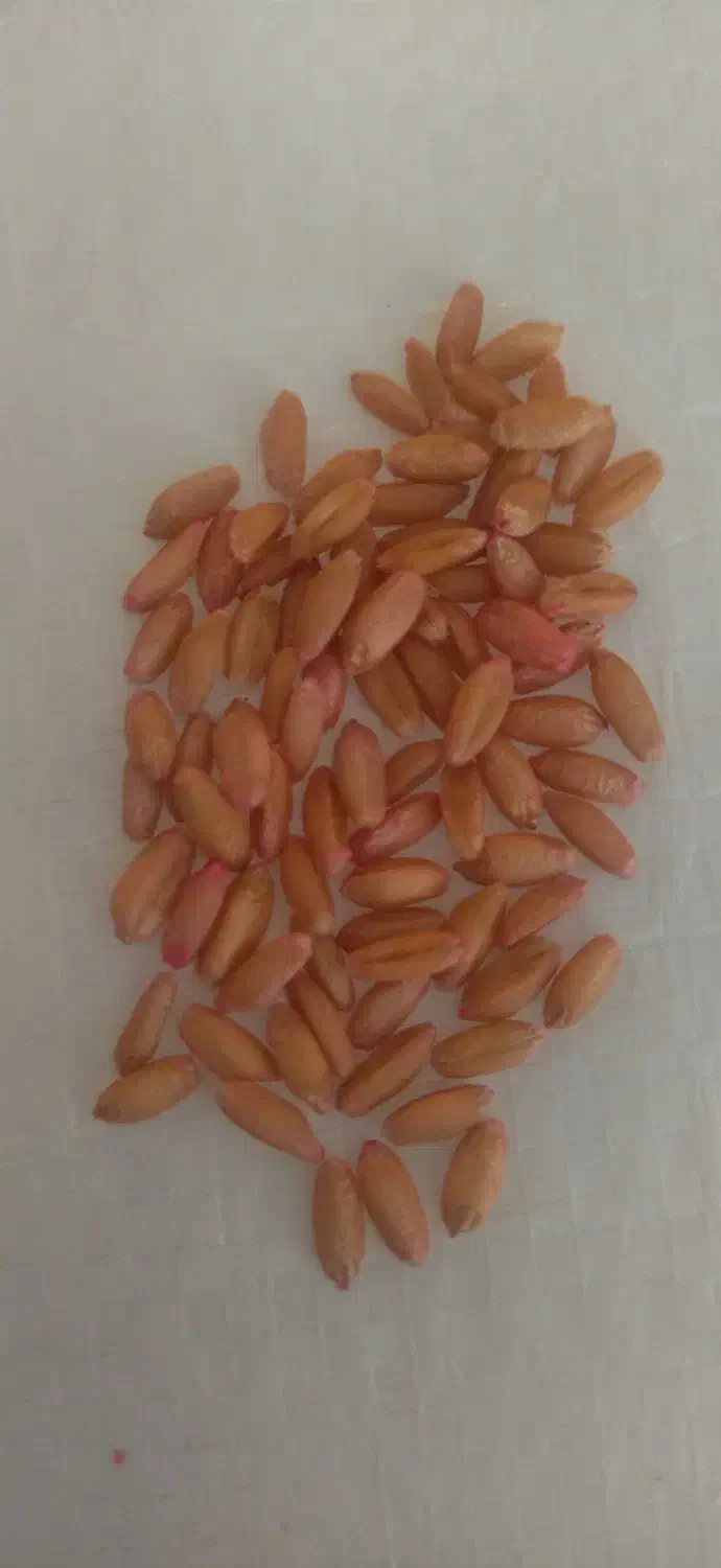 گندم دیم بذری و کود سفید|خدمات باغبانی و درختکاری|روانسر, |دیوار