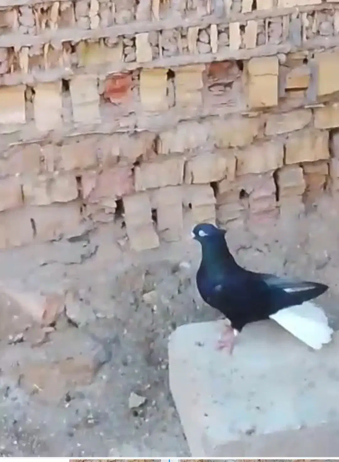 کبوتر|پرنده|حمیدیه, |دیوار