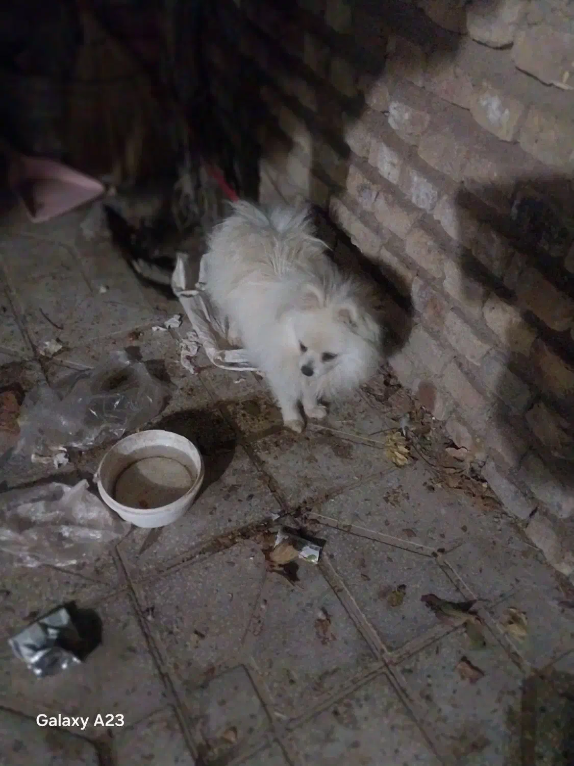 فروشی|سگ|مشهد مرغاب, |دیوار