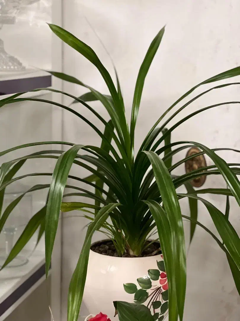 گل خانگی|گل و گیاه طبیعی|آستارا, |دیوار