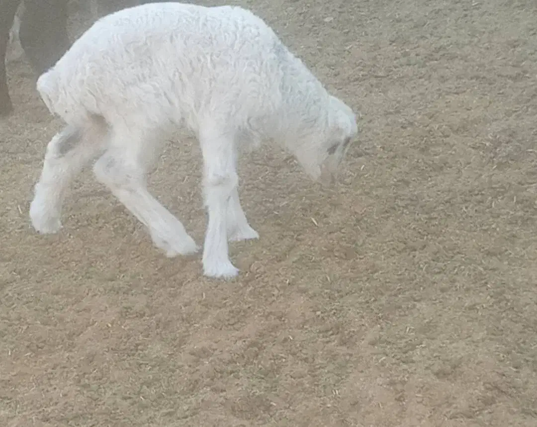 فروش ۶۰راس میش دوبهر قلمه روزگاری بره دار و آبستن|حیوانات مزرعه|شیراز, فرگاز|دیوار