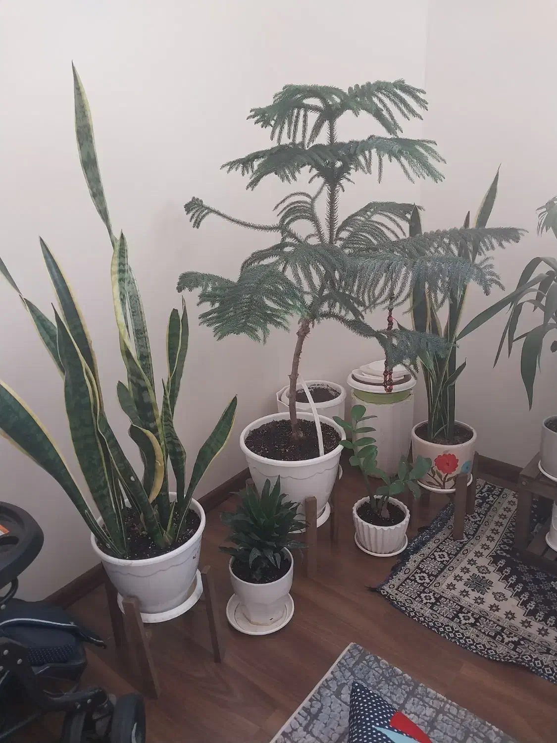 گل خانگی طبیعی|گل و گیاه طبیعی|فردیس, منظریه|دیوار