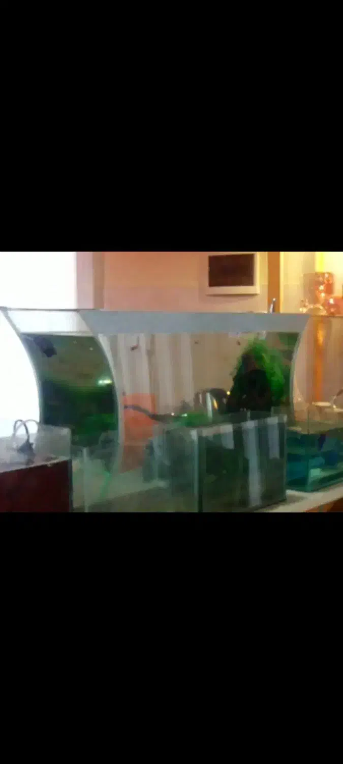 آکواریوم طرح مقعر زیبا + وسایل|ماهی|مشهد, کوثر|دیوار