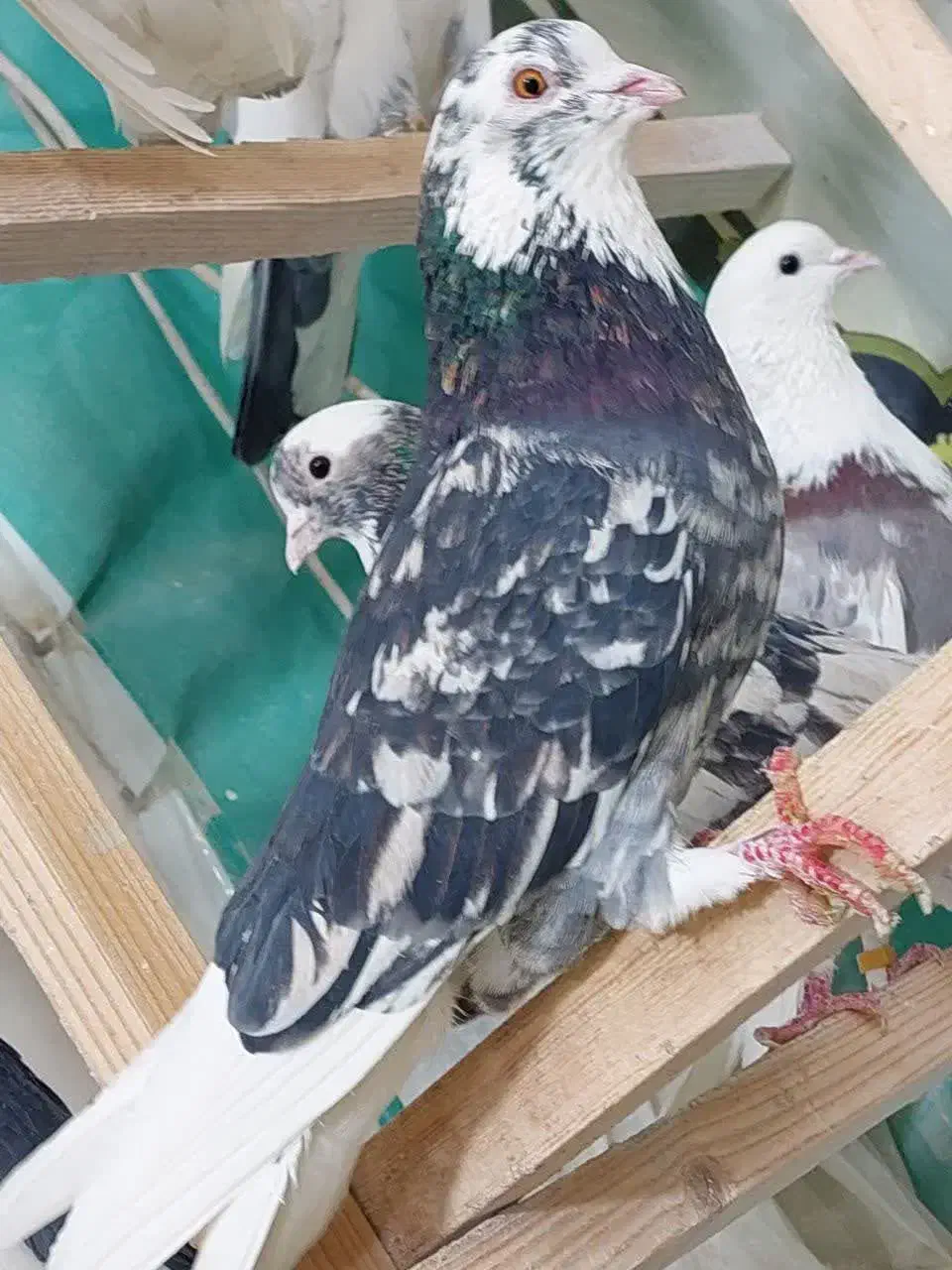 کبوتر اصیل ایران ..تهران ..خاوران|پرنده|قیامدشت - خاورشهر, |دیوار