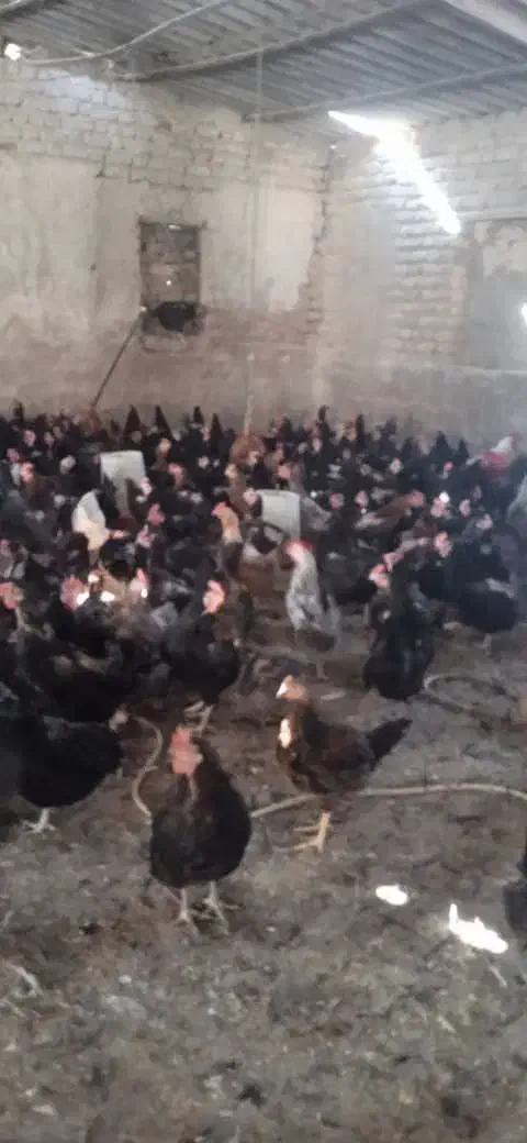 مرغ محلی|حیوانات مزرعه|دهدشت, |دیوار