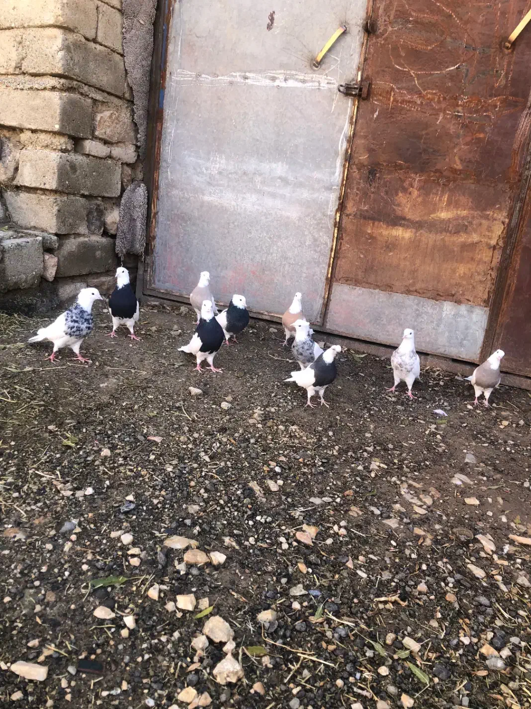 کبوتر طوقی|پرنده|مریوان, |دیوار