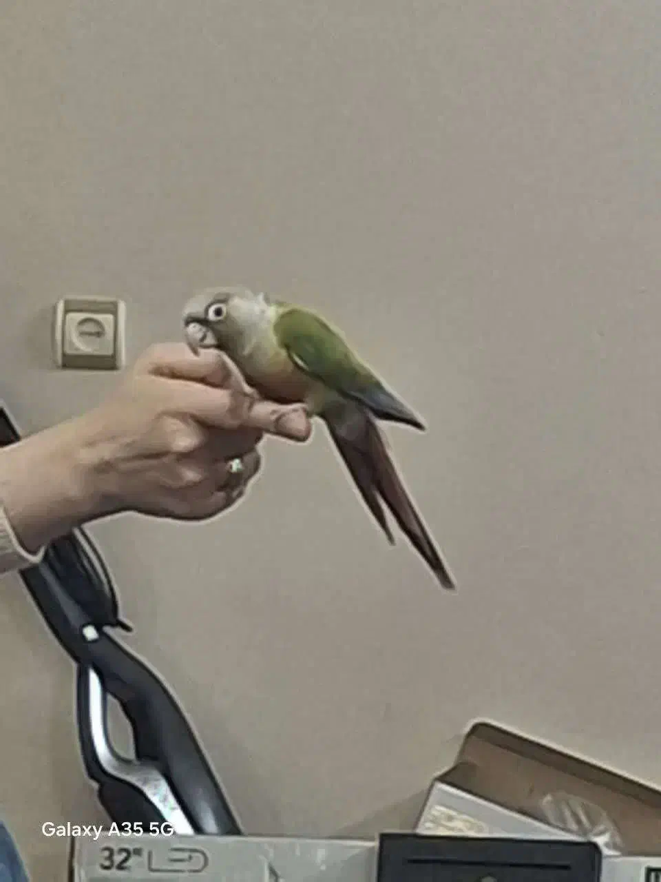 طوطی|پرنده|اصفهان, کساره|دیوار