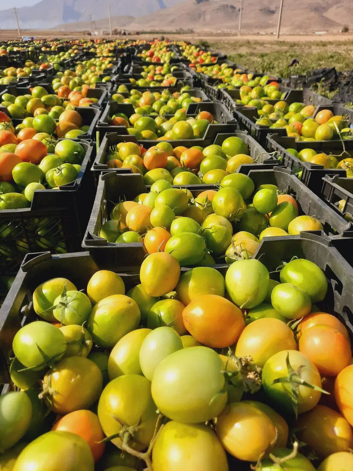 گوجه|خدمات باغبانی و درختکاری|درودزن, |دیوار