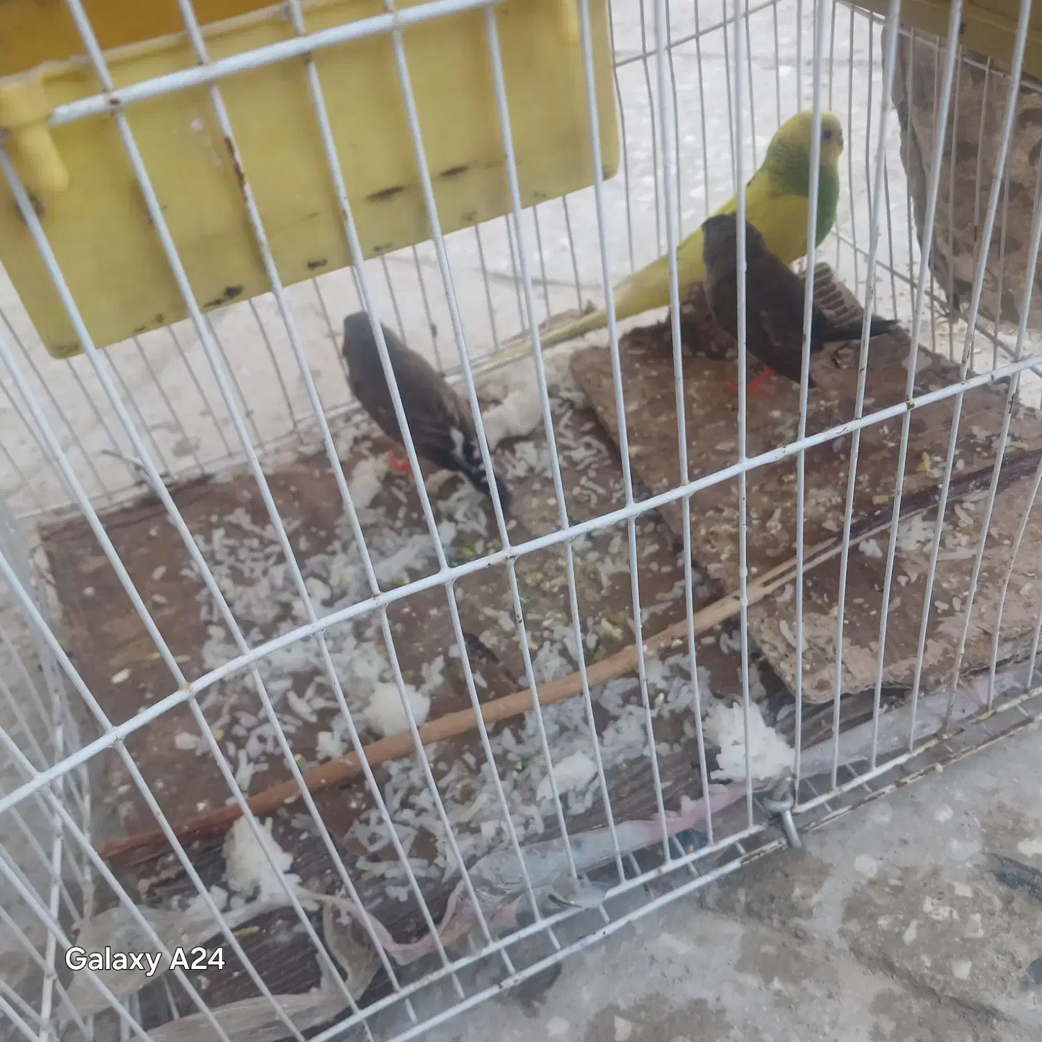 مرغ عشق فنچ|پرنده|سراوان, |دیوار