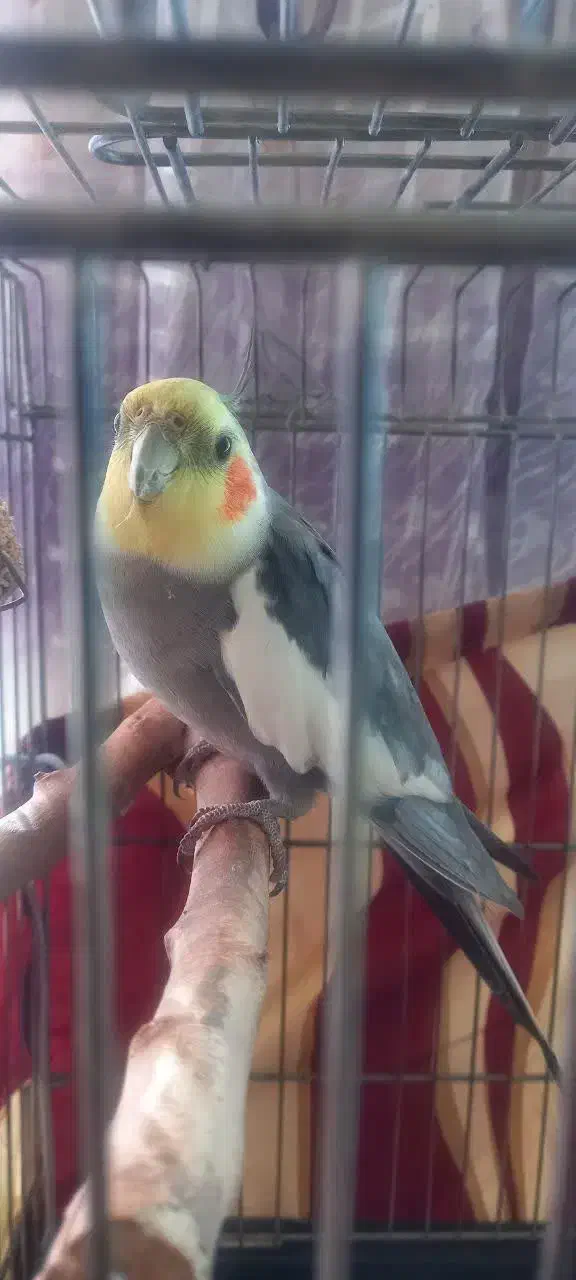 عروس هلندی|پرنده|کرج, شاهین‌ویلا|دیوار