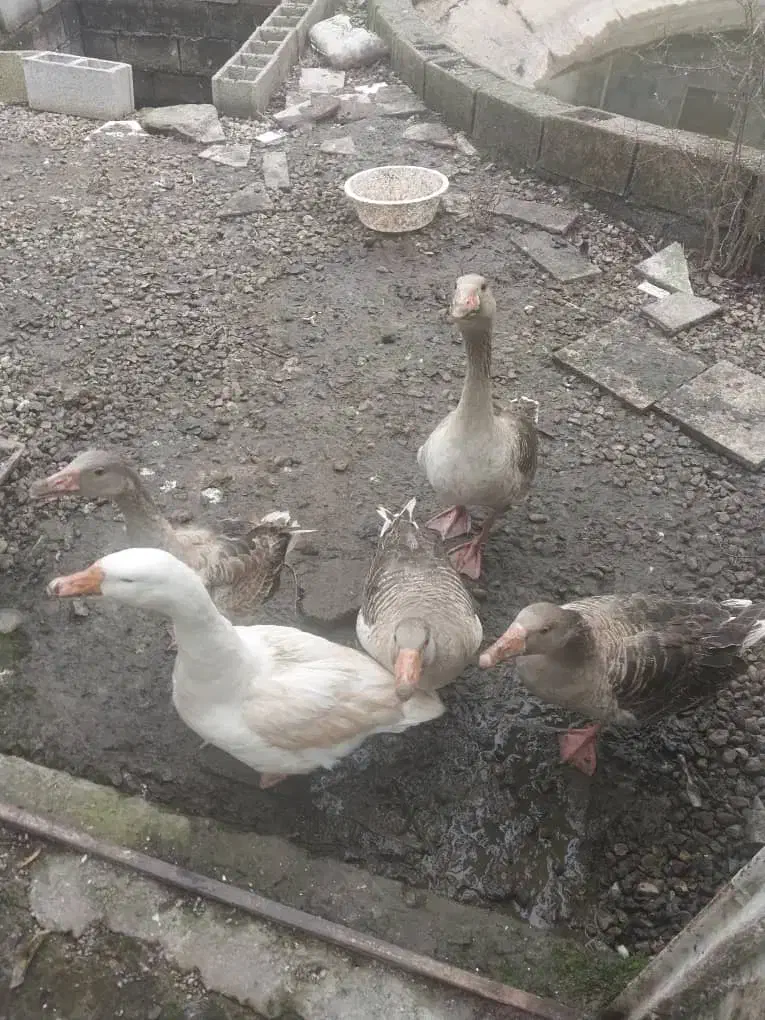 غاز محلی گوشتی|حیوانات مزرعه|رشت, استقامت ۱|دیوار