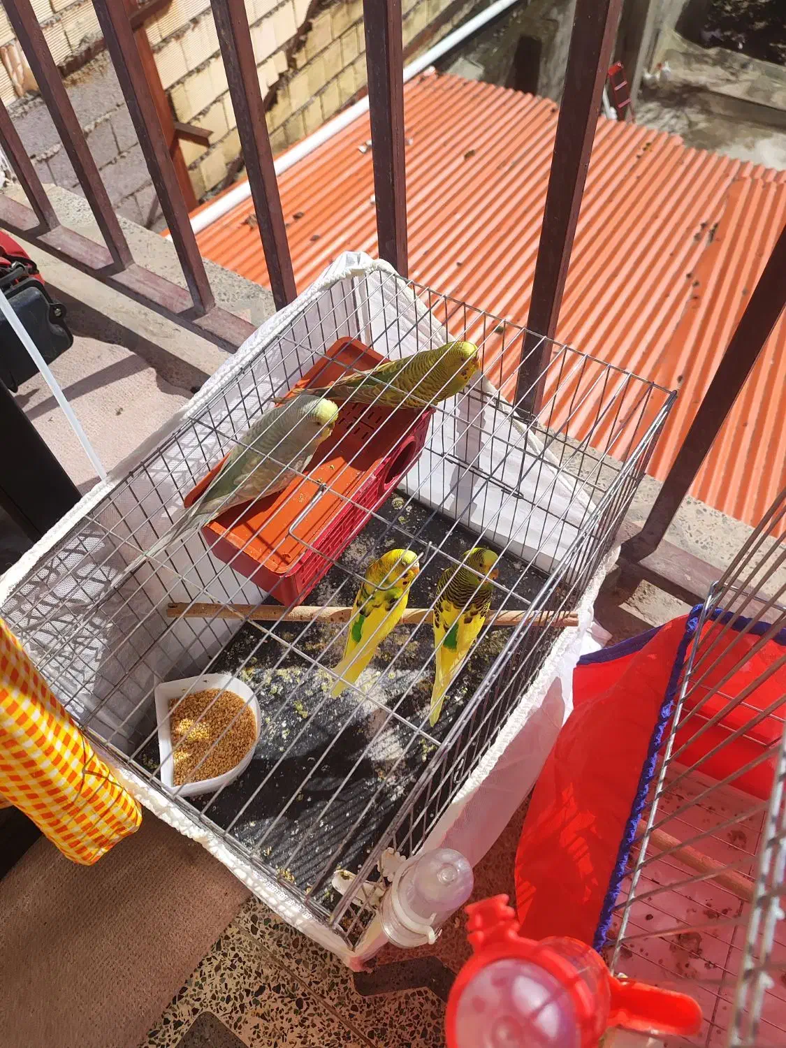 2جفت مرغ عشق|پرنده|رضوانشهر, |دیوار