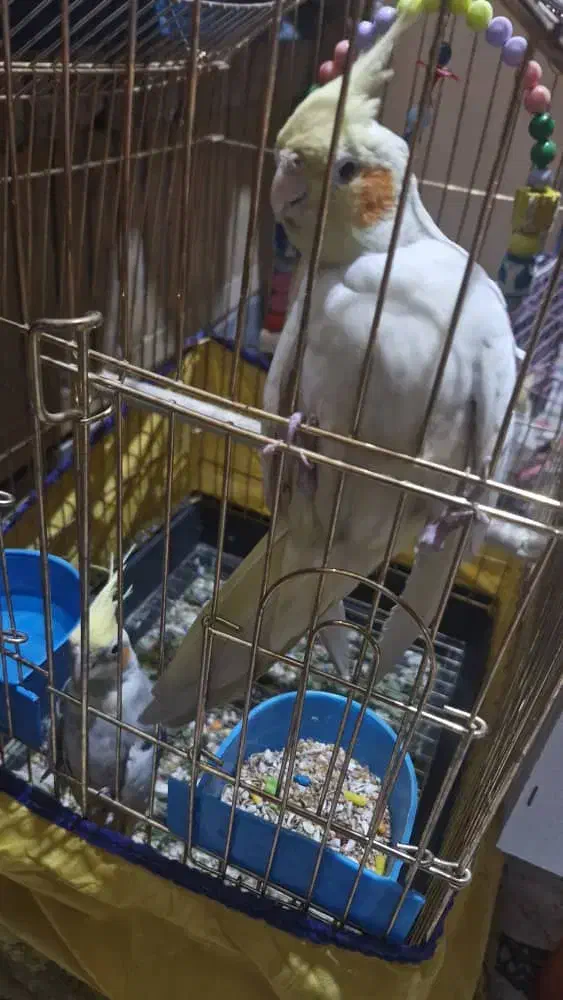 عروس هلندی|پرنده|اندیمشک, |دیوار