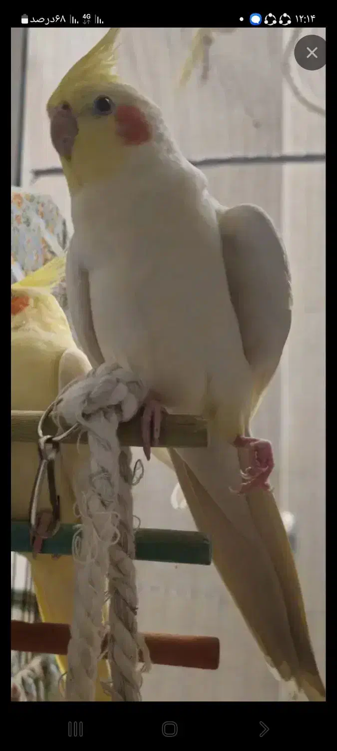 عروس هلندی|حیوانات|بوشهر, |دیوار