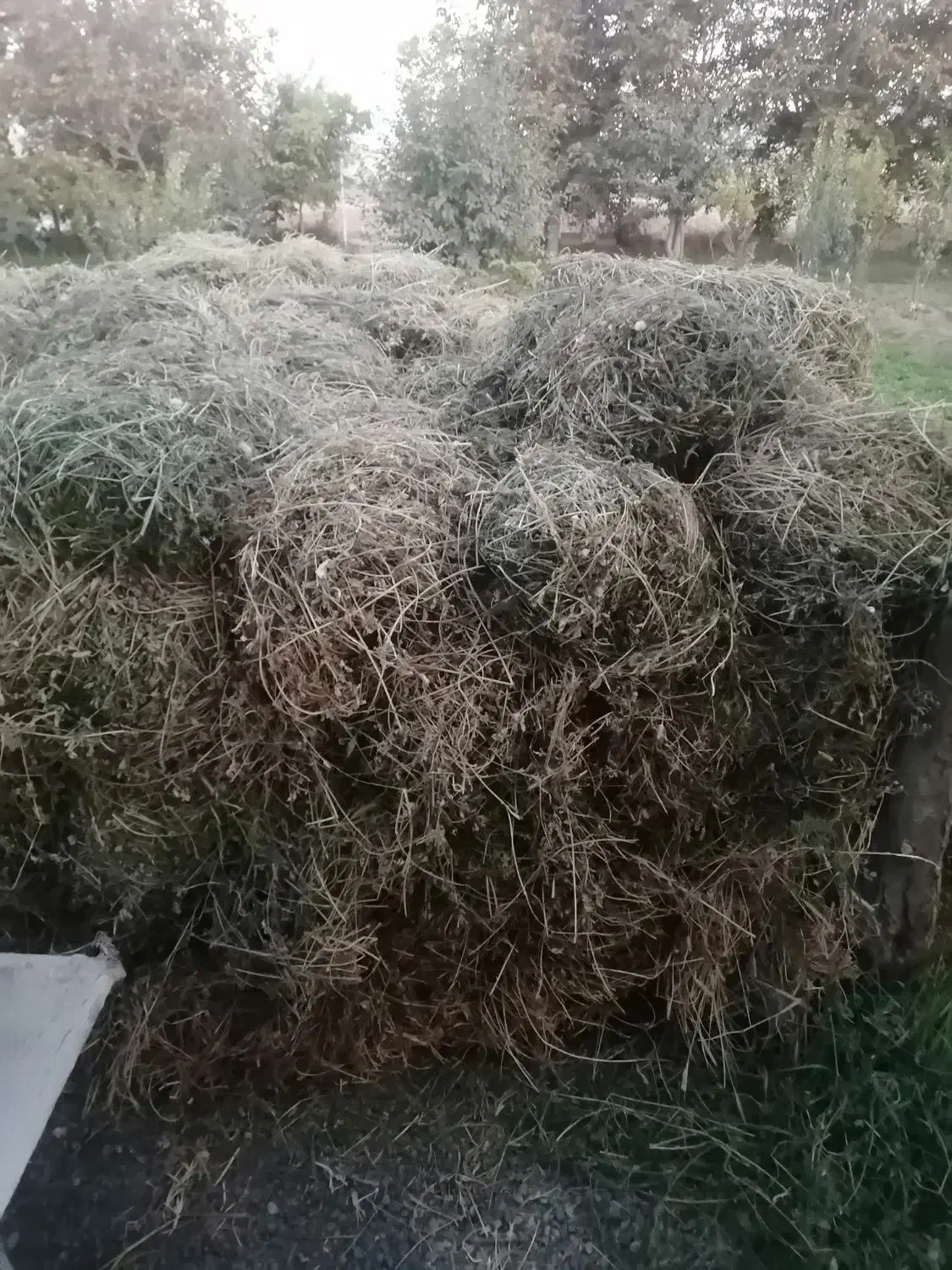 یونجه|حیوانات مزرعه|خوی, |دیوار