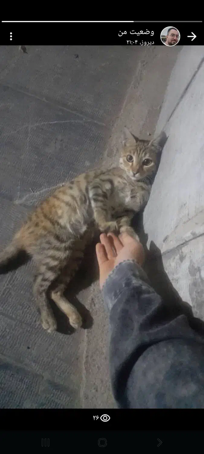 گربه گمشده|حیوانات|تهران, خرمشهر|دیوار