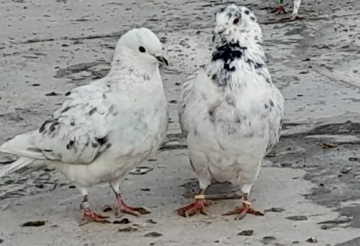 ک.بوتر نرو ماده نامبروان|پرنده|بروجن, |دیوار