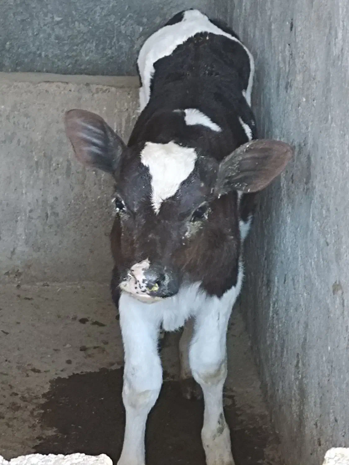 گوساله شیری15روزه|حیوانات مزرعه|بیرجند, |دیوار