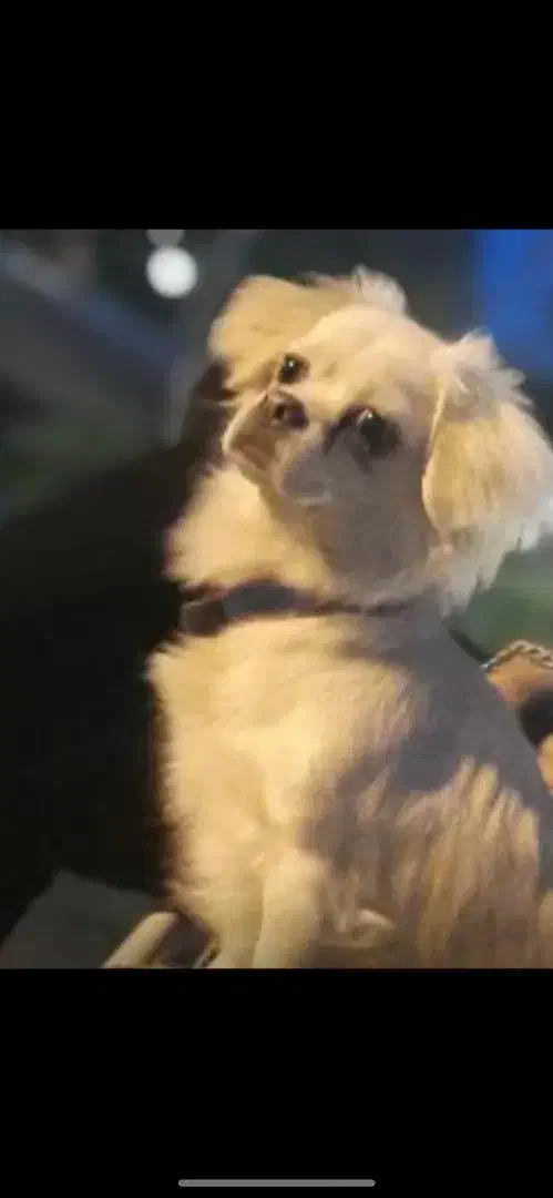 سگ پیکینز بازیگوش(معاوضه هم دارم)|سگ|لاهیجان, شهید آوینی|دیوار