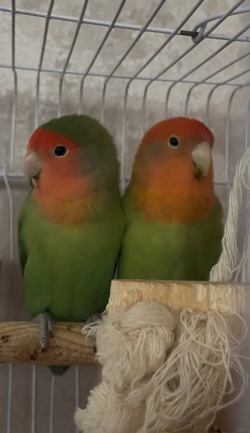 طوطی برزیلی فول رام|پرنده|بابلسر, |دیوار