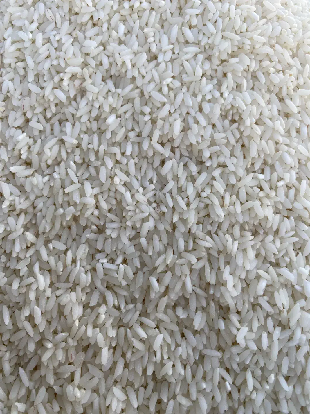 برنج|خوردنی و آشامیدنی|بدره, |دیوار