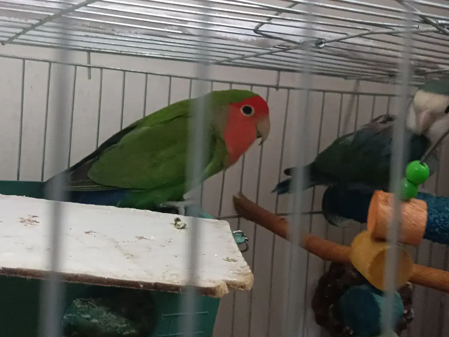 پرنده کوتوله برزیلی با وسایل این قیمت|پرنده|بومهن, |دیوار